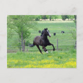 Spring Walker Postkarte (Vorderseite)