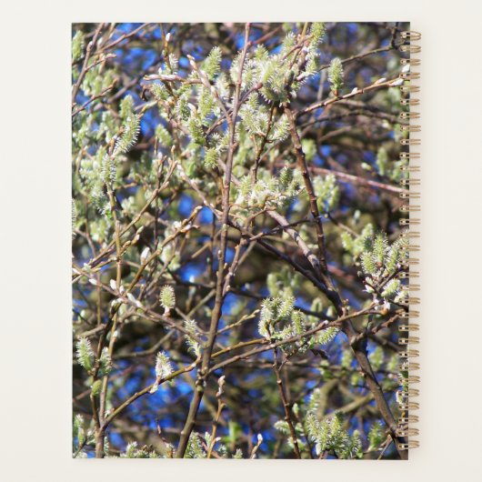 SPRING WILLOW PLANER (Rückseite)