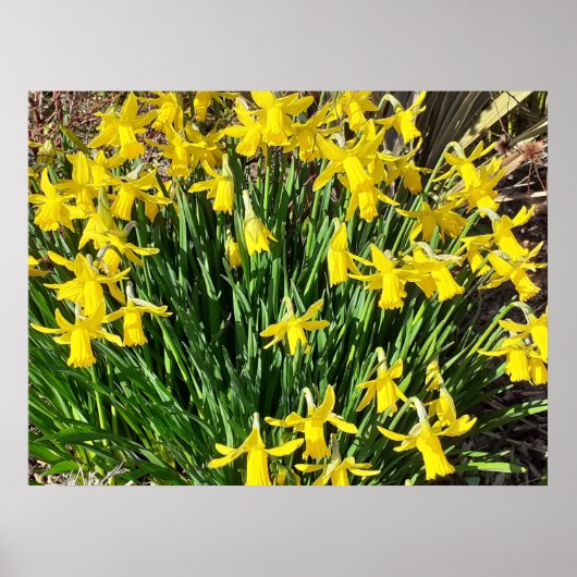 Spring Yellow Daffodien Poster (Vorne)