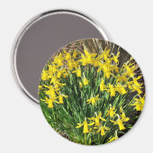 Spring Yellow Daffodils Magnet (Vorderseite/Rückseite)