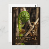 Spring Young Farn steigt CC0919 Schöne Natur Postkarte (Vorne/Hinten)