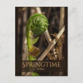 Spring Young Farn steigt CC0919 Schöne Natur Postkarte (Vorderseite)