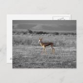 Springbock Postcard Postkarte (Vorne/Hinten)