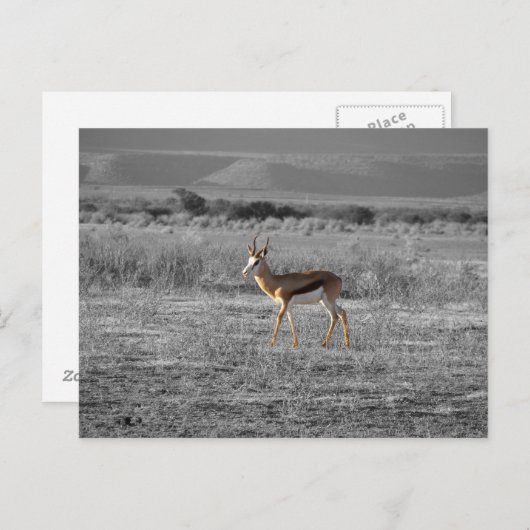 Springbock Postcard Postkarte (Vorne/Hinten)