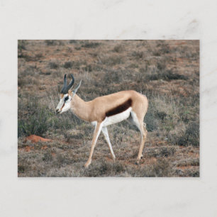 Springbok Postkarte