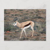 Springbok Postkarte (Vorderseite)