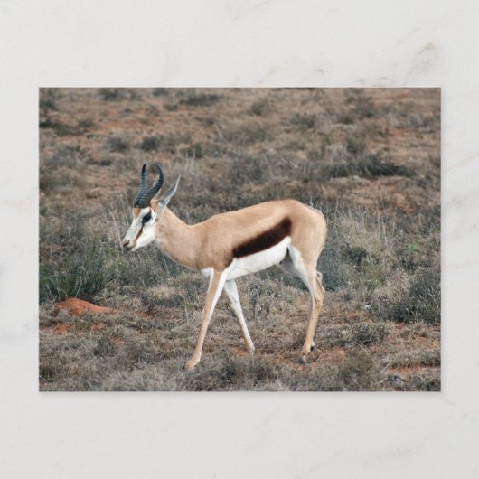 Springbok Postkarte (Vorderseite)