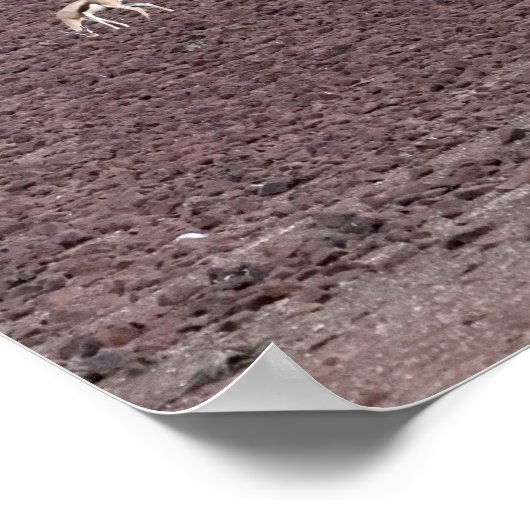 Springboks grasen nach Nahrung, die Namib-Wüste. Poster (Ecke)