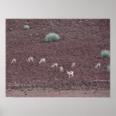 Springboks grasen nach Nahrung, die Namib-Wüste. Poster (Vorne)