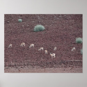 Springboks grasen nach Nahrung, die Namib-Wüste. Poster