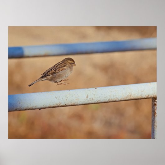 Springen Poster (Vorne)