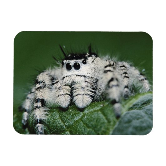 Springende Metaphid-Spinne Magnet (Horizontal)
