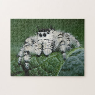Springende Metaphid-Spinne Puzzle