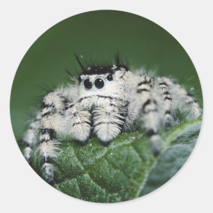 Springende Metaphid-Spinne Runder Aufkleber