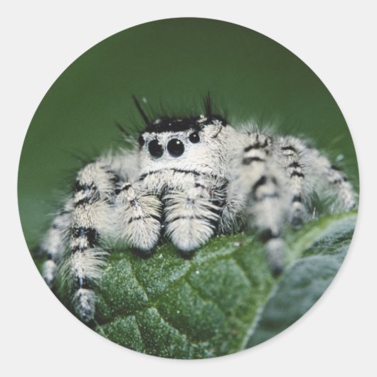 Springende Metaphid-Spinne Runder Aufkleber (Vorderseite)
