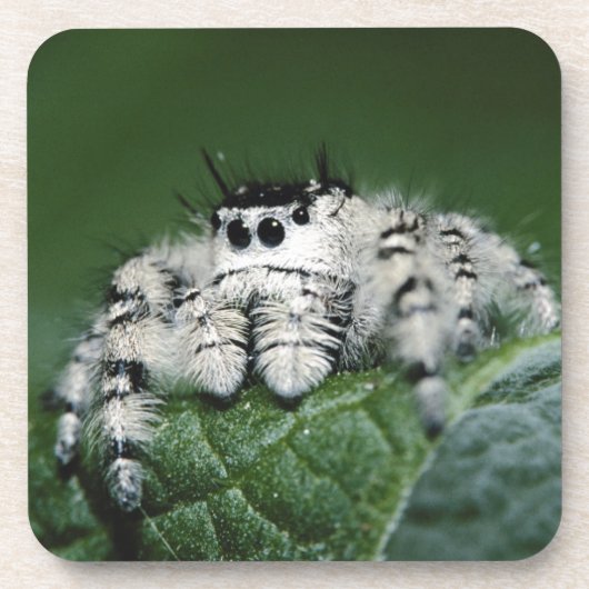 Springende Metaphid-Spinne Untersetzer (Vorderseite)