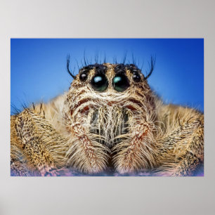 Springende Spinne Poster