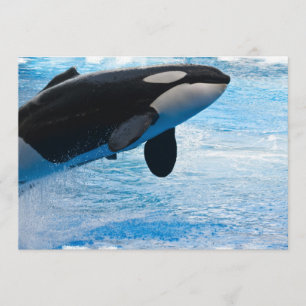 Springende Wal-Einladung Einladung