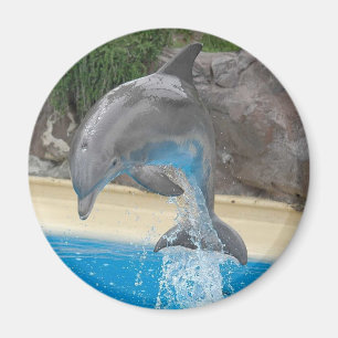Springender Delphin-Magnet Magnet