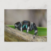 Springender Jack! Postkarte (Vorderseite)