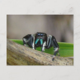 Springender Jack! Postkarte