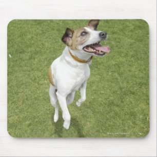 Springender Jackrussell-Terrier, erhöhte Ansicht Mousepad