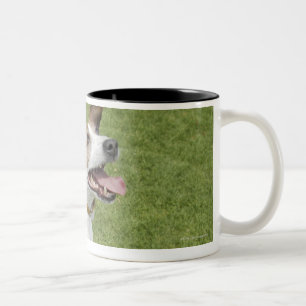 Springender Jackrussell-Terrier, erhöhte Ansicht Zweifarbige Tasse
