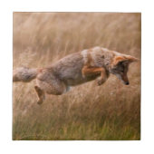 Springender Kojote - Gibbon-Wiesen Fliese (Vorderseite)