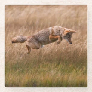 Springender Kojote - Gibbon-Wiesen Glasuntersetzer