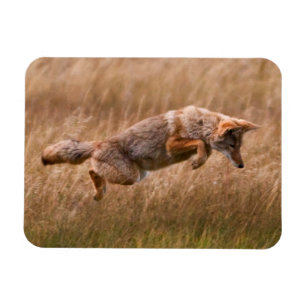 Springender Kojote - Gibbon-Wiesen Magnet