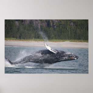Springender Wal Foto Poster
