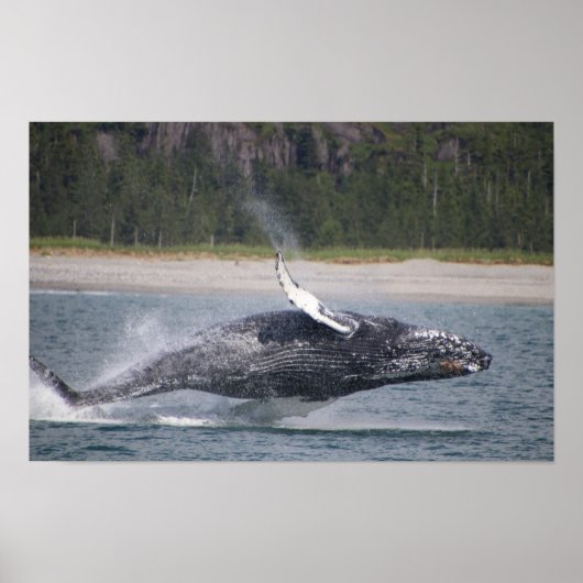 Springender Wal Foto Poster (Vorne)