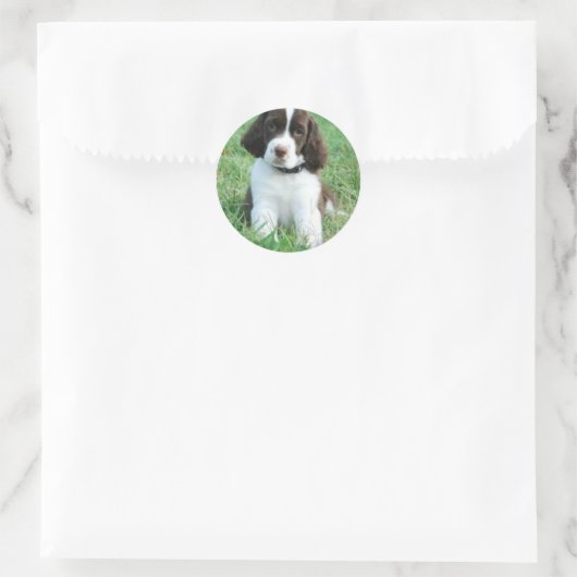 Springer Puppy Stickers (Tasche)