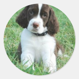 Springer Puppy Stickers