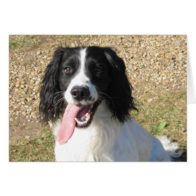 Springer Spaniel (Vorderseite (Horizontal))