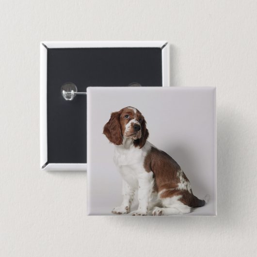 Springer Spaniel Button (Vorne & Hinten)