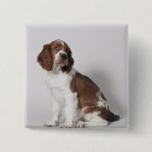 Springer Spaniel Button (Vorderseite)