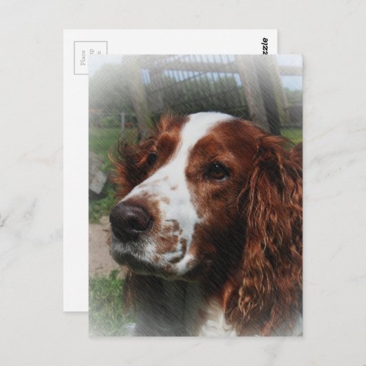 Springer Spaniel Dog Art Postkarte (Vorne/Hinten)