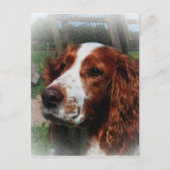 Springer Spaniel Dog Art Postkarte (Vorderseite)