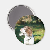 Springer Spaniel Dog Magnet (Vorderseite/Rückseite)