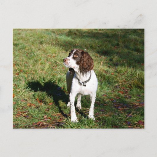Springer Spaniel Dog Post Card Postkarte (Vorderseite)