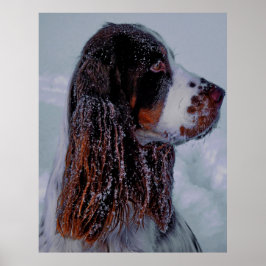Springer Spaniel Dog Poster. Poster