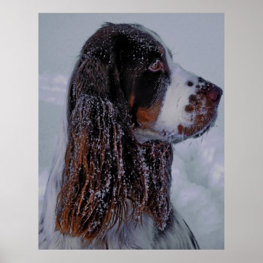 Springer Spaniel Dog Poster. Poster (Vorne)