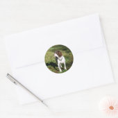 Springer Spaniel Dog Stickers (Umschlag)