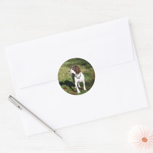 Springer Spaniel Dog Stickers (Umschlag)