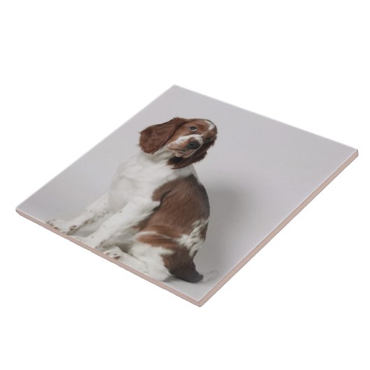 Springer Spaniel Fliese (Seite)