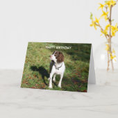 Springer Spaniel HAPPY BIRTHDAY Karte (Gelbe Blume)