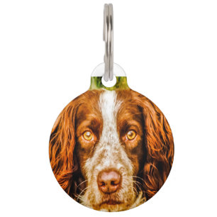 Springer Spaniel Hund. Haustiermarke