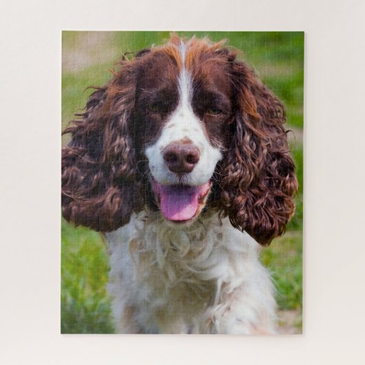 Springer Spaniel Hund Jigsaws. Puzzle (Vertikal)