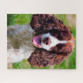 Springer Spaniel Hund Jigsaws. Puzzle (Horizontal)